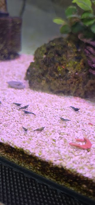 Camarões neocaridina Azul dream jovens