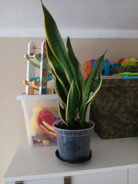 Sansaweria  sprzedam