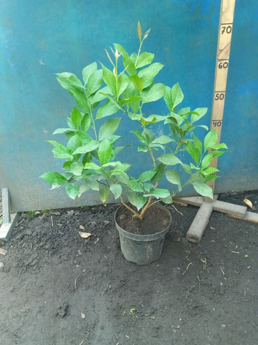 Лимон  + Лимон +