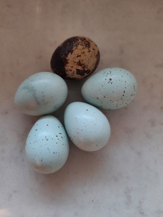 Jaja lęgowe przepiórki celadon