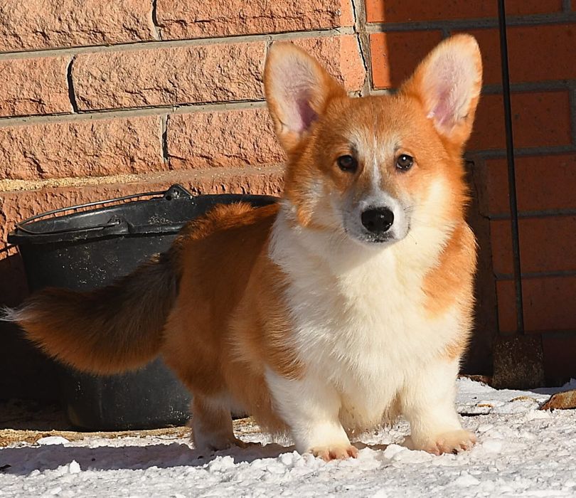 Хлопчик вельш коргі пемброк