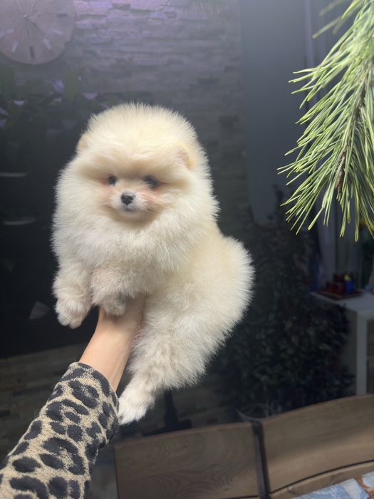 Дівчинка померанський шпіц в типі вкдмежа