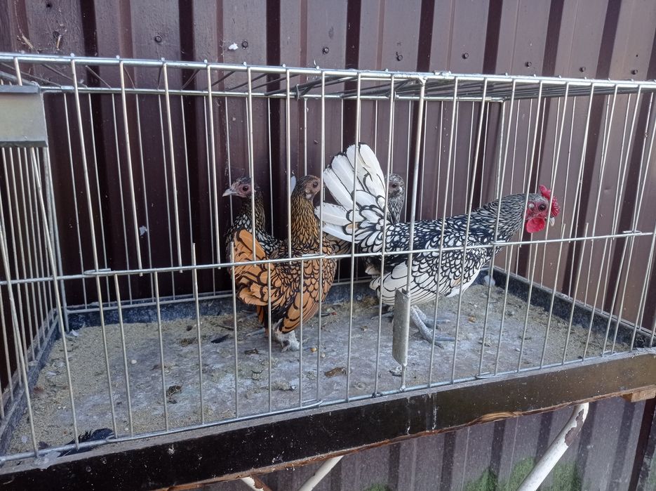 Sebrytki kury ozdobne