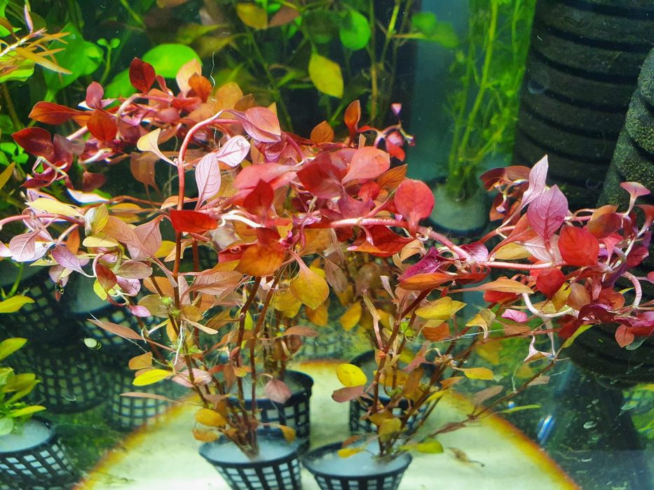 Przepiękna Ludwigia Mini Red Czerwone Liście Koszyczek