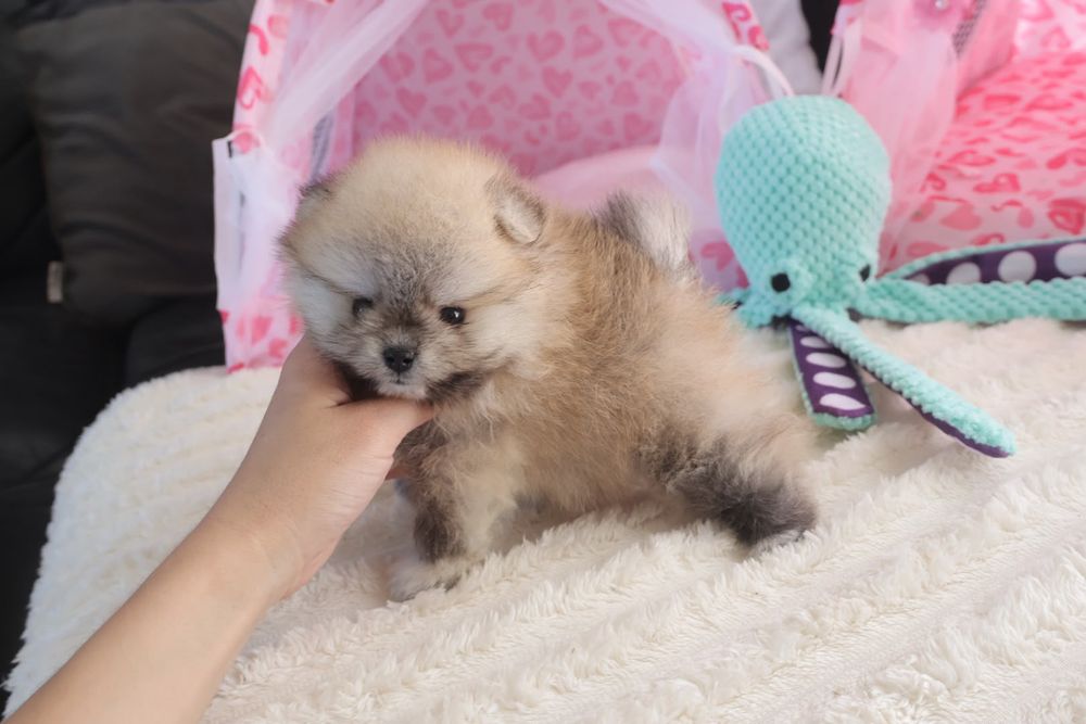 Lulu da Pomerânia. Ursinho Russo. Spitz anão. LOP e Afixo. Menino