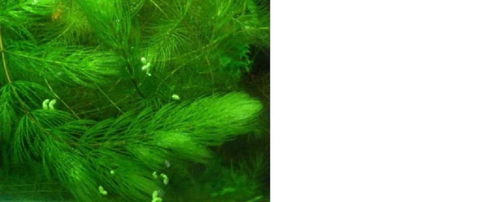 Rogatek roślina akwariowa możliwa wysyłka