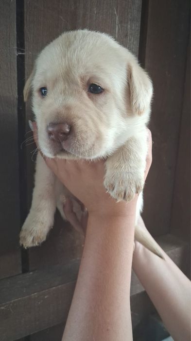 Labrador magnífico