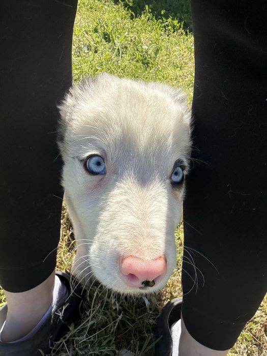 Border Collie Macho Merle super meigo de olhos azuis