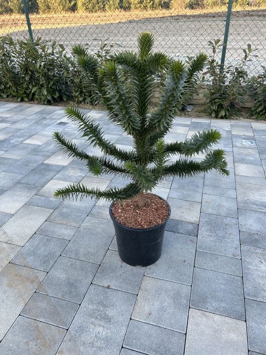 Araucaria chilijska Małpie drzewo 60-70 cm