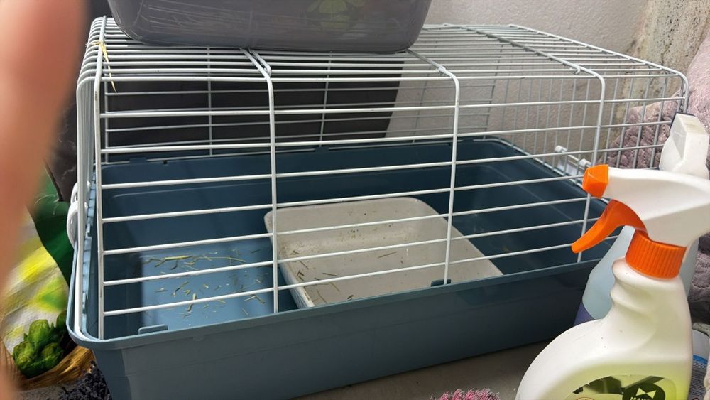 Coelhos mini Holandês