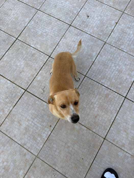 Caozinho arracado para adocao RESPONSAVEL!!