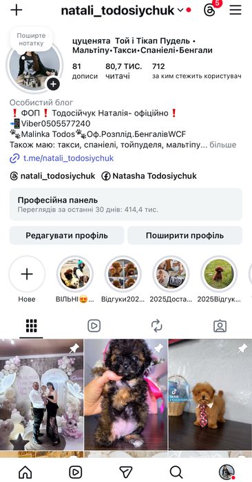 Дівчинка такса класичного окрасу