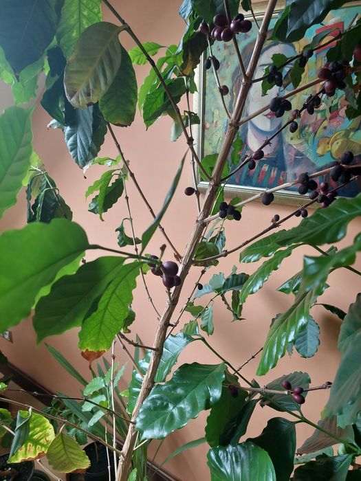 Drzewko Kawa Arabica