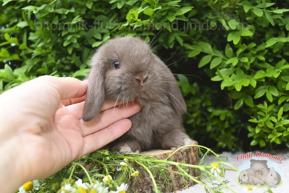 Шоколадні кролики з "Fluffy Diamond". Висловухий кролик з розплідника