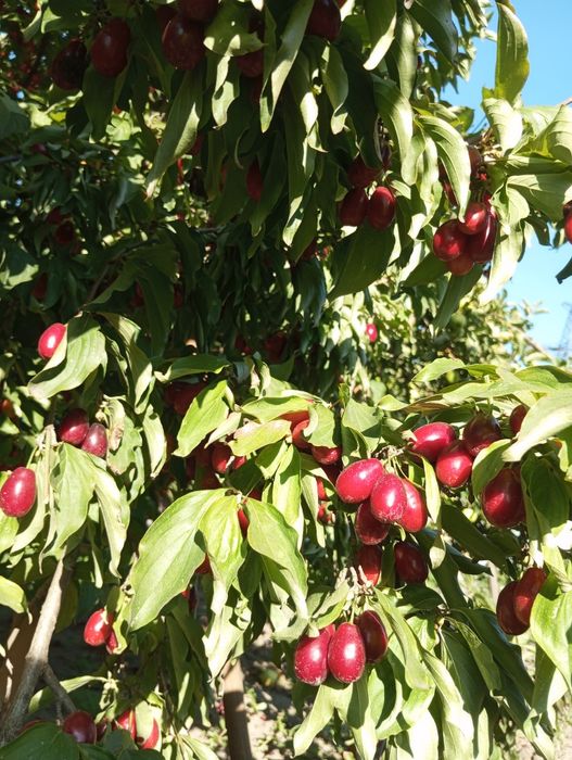 Продам саженцы кизила.