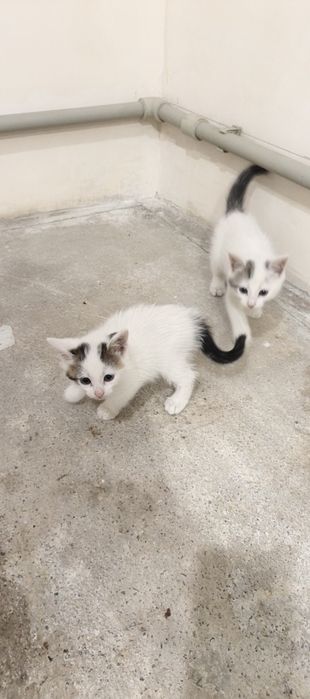 Віддам ласкавих котиків від сіамської кішки