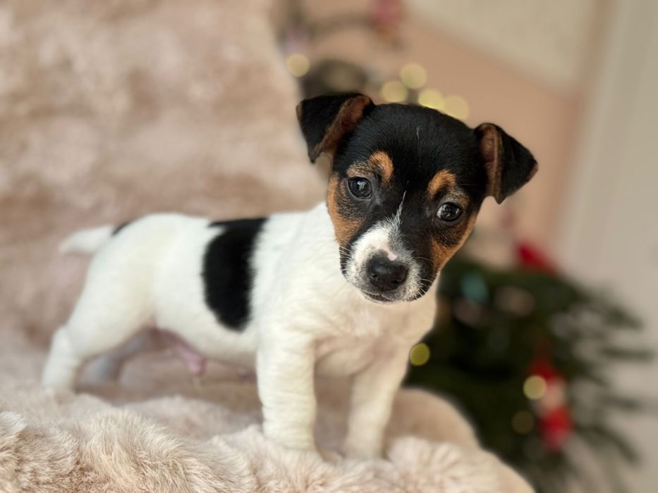Jack Russell Terrier - piesek :)