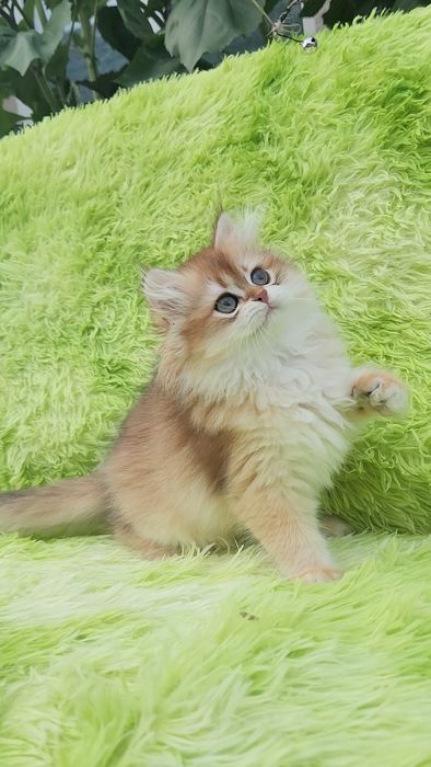 Шотландське кошеня золота шиншила