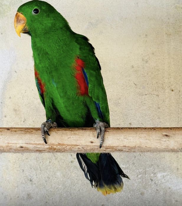 Macho Eclectus 2025