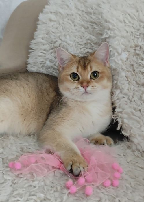 Золотая шиншилла супер подарок для любимой