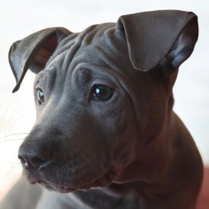 Thai Ridgeback szczeniak