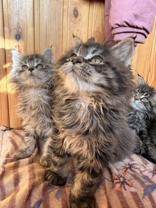 Кошенята Мейн-кун