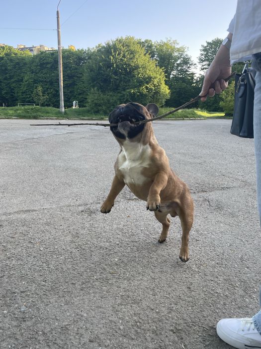 В‘язка Французький Бульдог