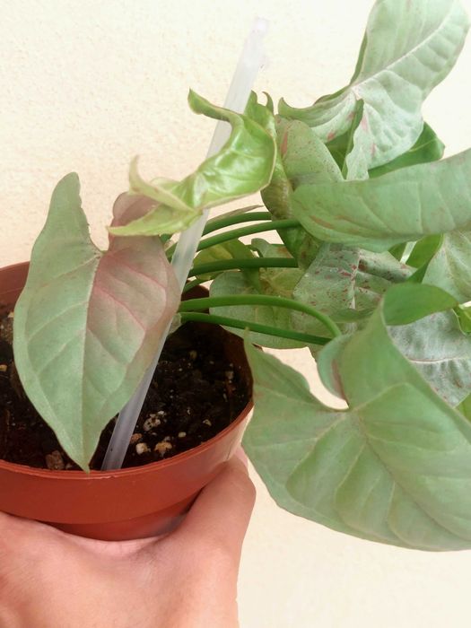 [Planta] Syngonium Milk Confetti