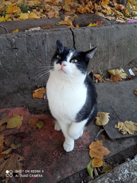 Аліса у відповідальну сім'ю