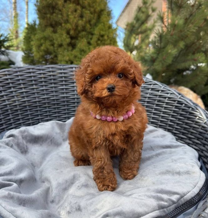 Маленька дівчинка.    той пудель