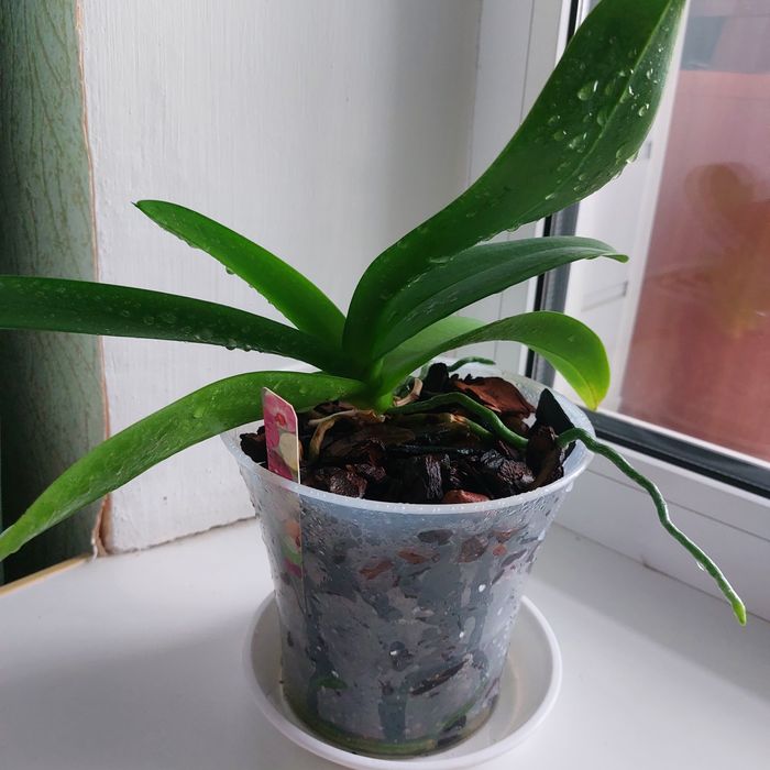 Продам орхидею миди