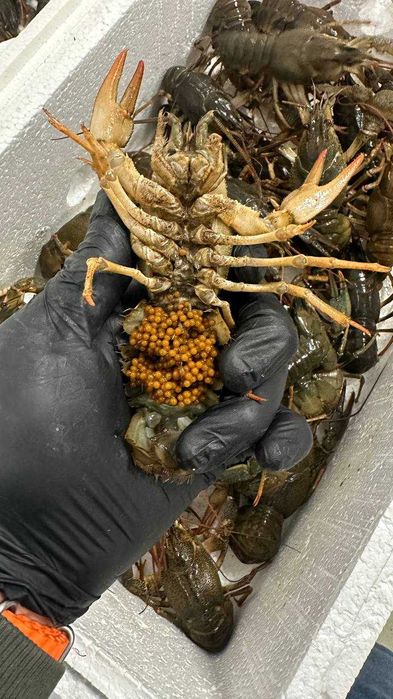 Raki błotne do Oczka Pakiet 10 samic z jajkami  Świadectwo zdr