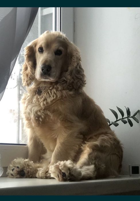 Продам Цуцики Спаніель