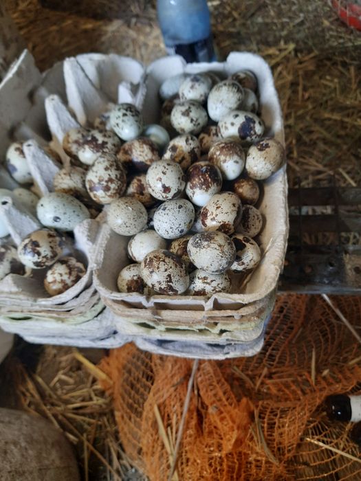 Przepiórki na sprzedaż