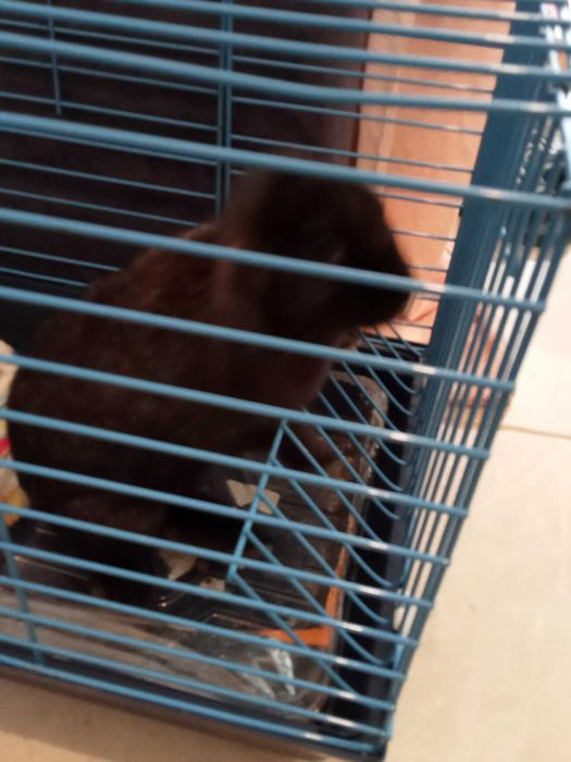 Coelho mini lupe com comida e gaiola incluida