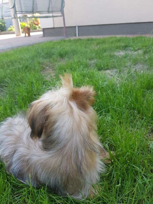 Yorkshire Terrier Ocean Pearl piesek