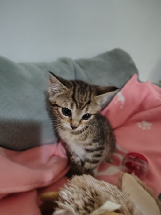 Storczyk i  Chaber 2 miesięczne kociaki do adopcji