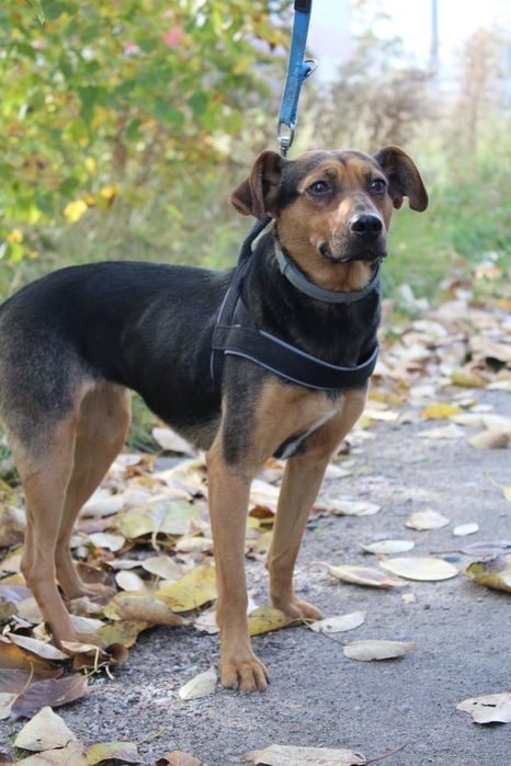 Donna poleca się do adopcji!