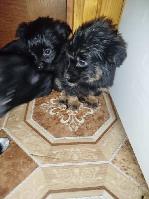 Віддам у добрі руки