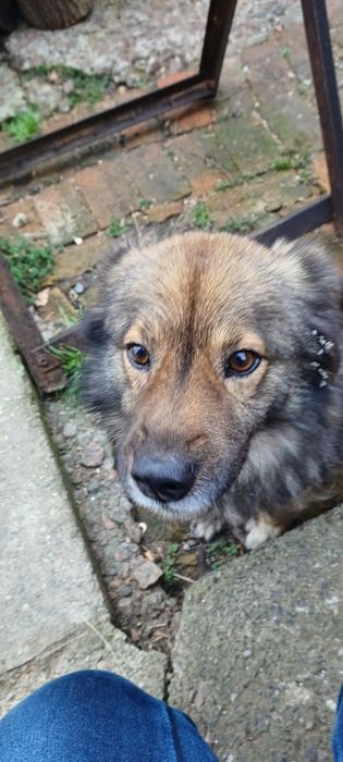 Шукає люблячу родину (доплачу 1000 грн)