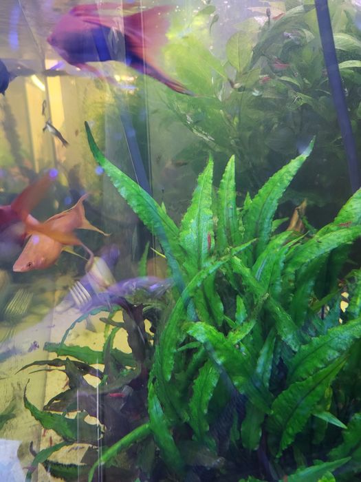 Roślinki akwariowe