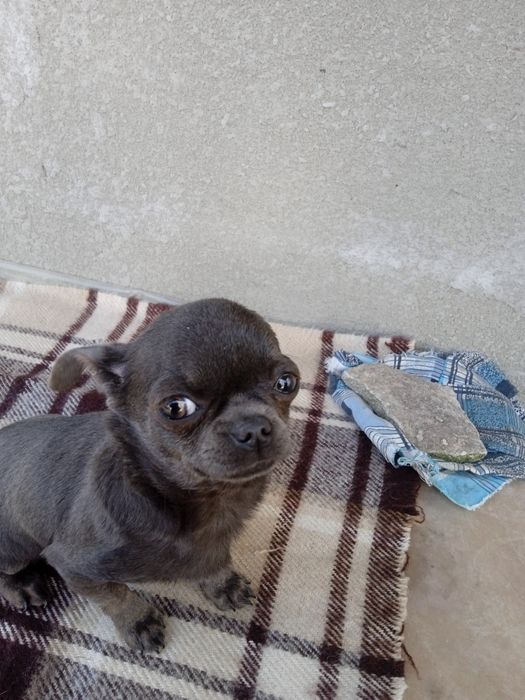 Цуценя породи  Чіхуешка