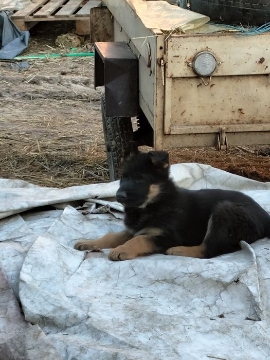 Німецька вівчарка