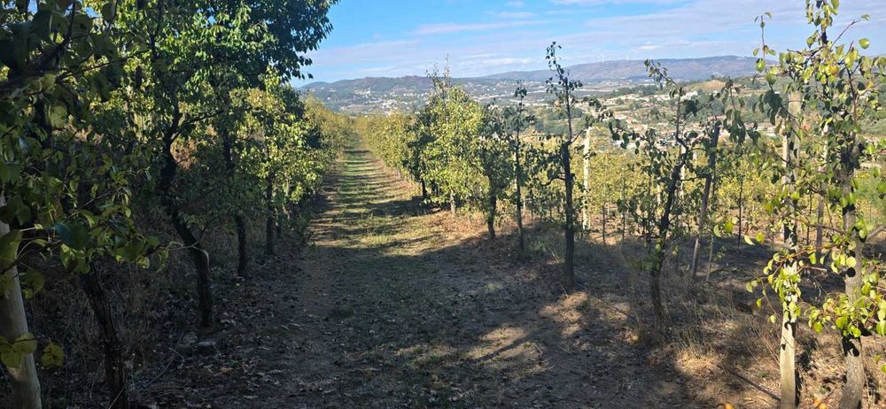 Vende-se Quinta de Santo Antonio