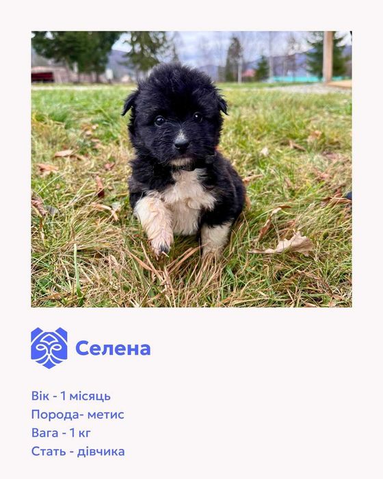 Цуценята-метиси шукають домівки.