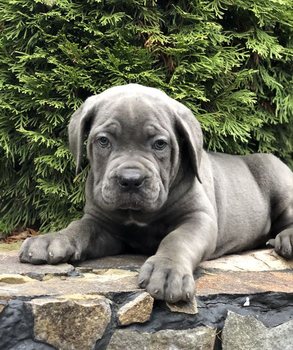 Cane corso Italiano-щеночки