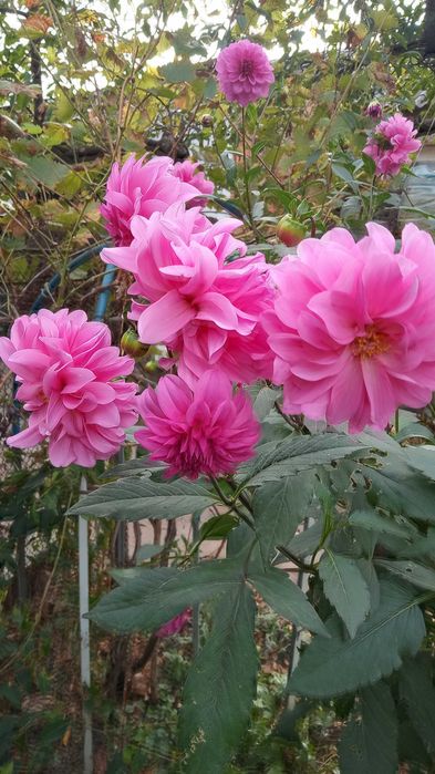 Георгины Жоржини клубни