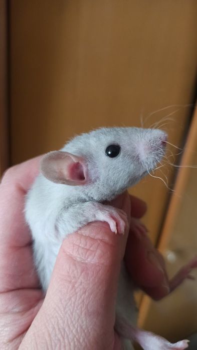 Криса дамбо Рекс, хлопчик