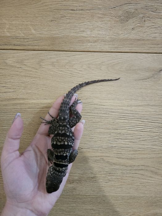 Oplurus cuvieri/Jaszczurka