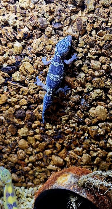 Gekonki lamparcie samice